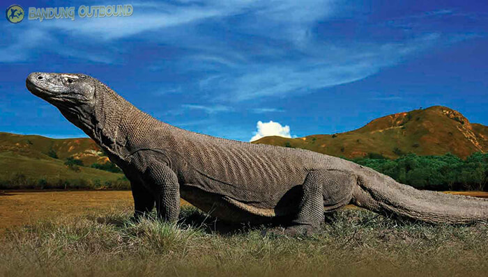 Pulau Komodo, Nusa Tenggara Timur